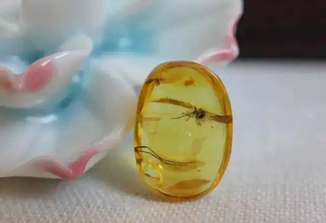 新鲜事,琥珀中竟发现一亿年前灭绝的蜘蛛,太震撼了!