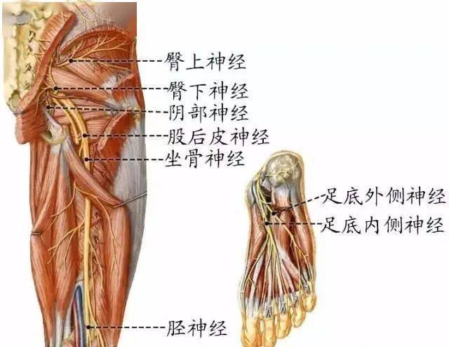 脊柱神经图谱