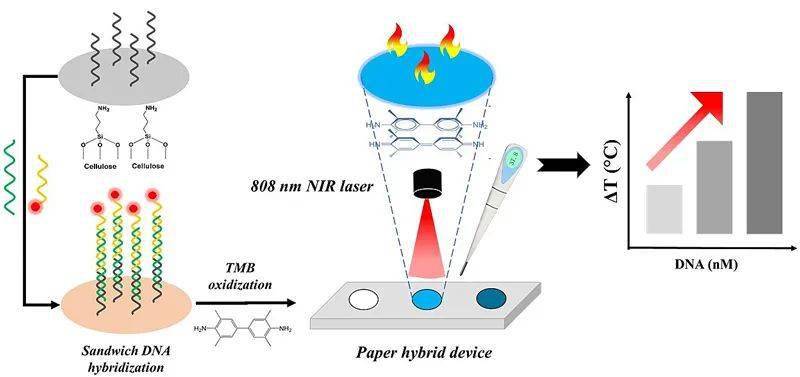 什么是基因检测的原理 ec09b5497e9d4ae3bf1a553b194c5879.jpeg