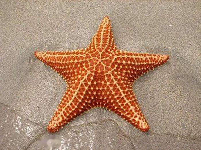 别被海星的样子给骗了越了解越发现海星很丑很吓人