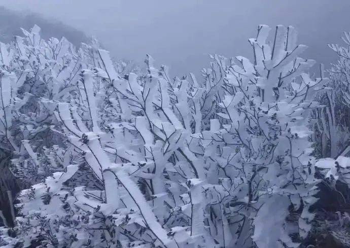 广东下雪了最低4超凶冷空气四连击沙井将迎来最强降温