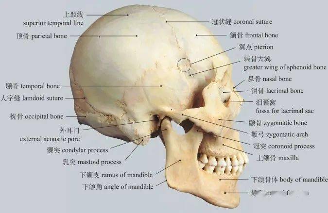 图1-27 颅侧面观lateral aspect of skull图1-28 颅底内面观internal