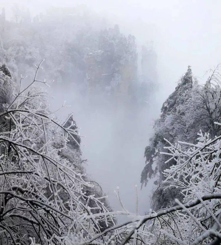 远看天子山雪景:溪深古雪在,石断寒泉流中看天子山雪景春雪满空来,触