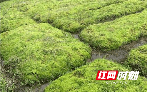 隆回:水苔种岀好日子
