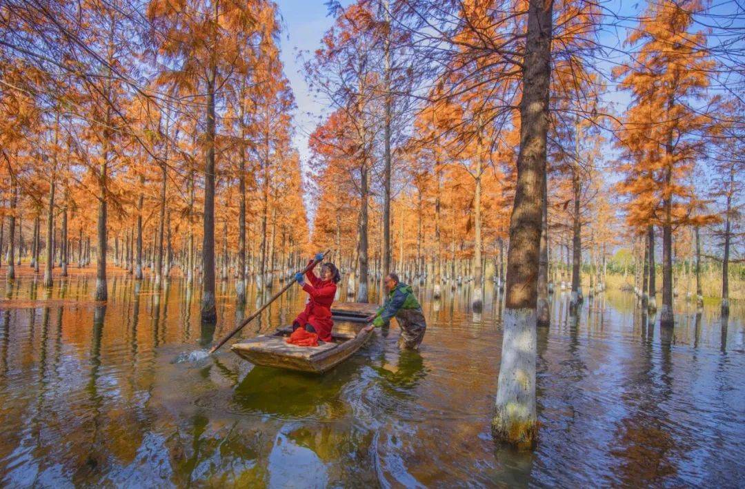 备受媒体青睐的水杉林,就在洪泽湖湿地!