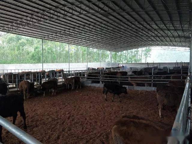 低成本的发酵床养牛的制作和管理技术,少投入减少大量人工成本并轻易