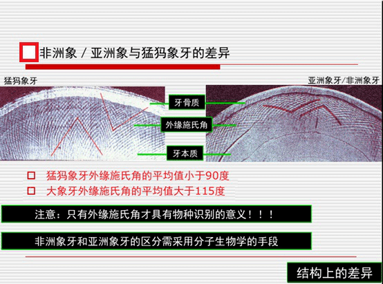施氏人口_施氏鳞脚蜥图片