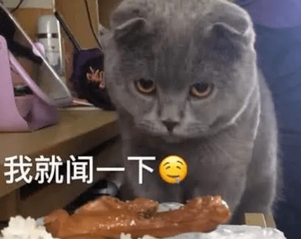 猫咪怎么叫是表示饿了 bc42f7c6365440cf90820071496ab638.png