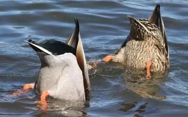 鸭子在水里可以呆多久 de1f887887e84658999f032f9ae7fd65.jpeg