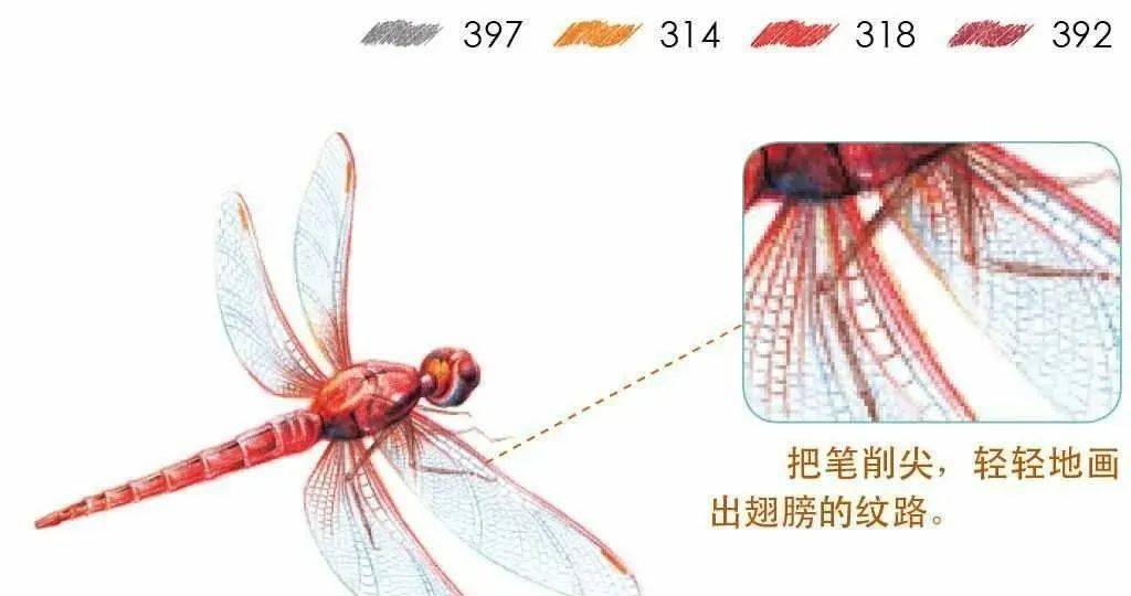 彩铅昆虫教程飞舞的非洲红蜻蜓