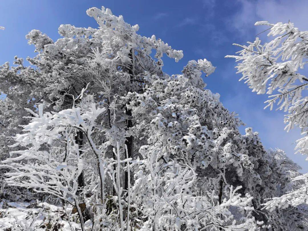 雪天登乌龙山欣赏绝美雪景