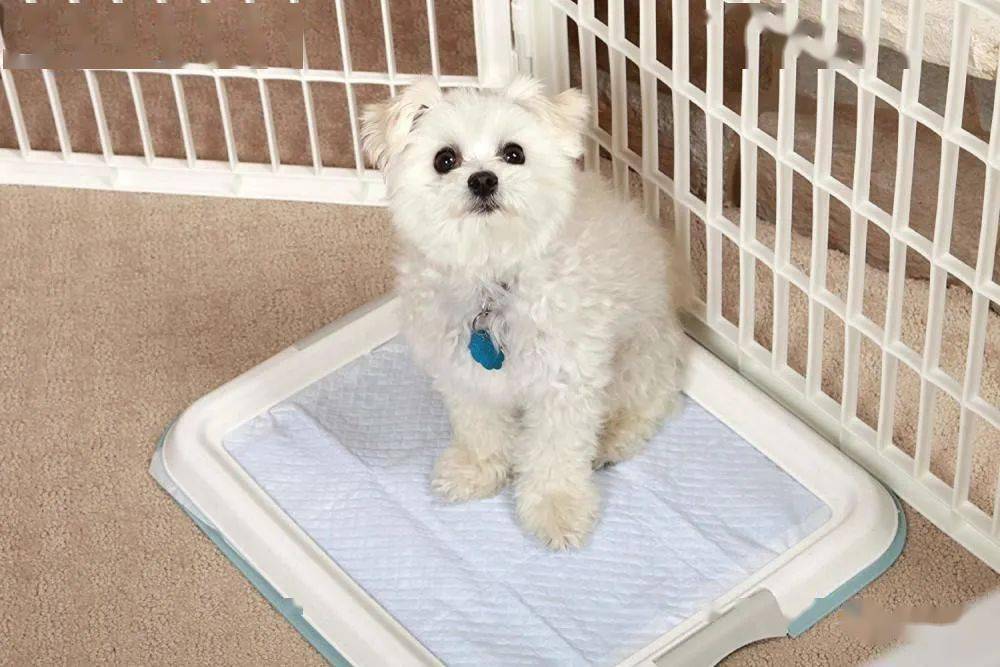 如何给狗狗做一个简易厕所 771930c209534da49ada3fea13131516.jpeg