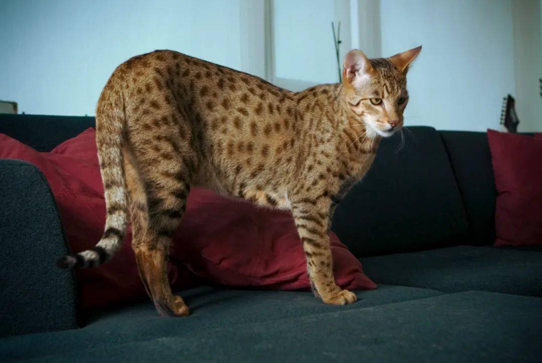 如何培育出世界上最贵的猫阿舍拉猫