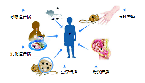 流行性出血热又称肾综合征出血热,主要是由汉坦病毒引起的自然疫源性