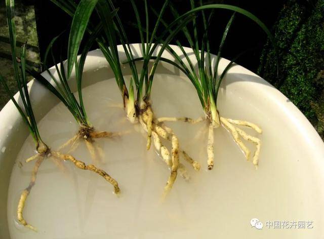 兰花茎腐病防治 | 技术