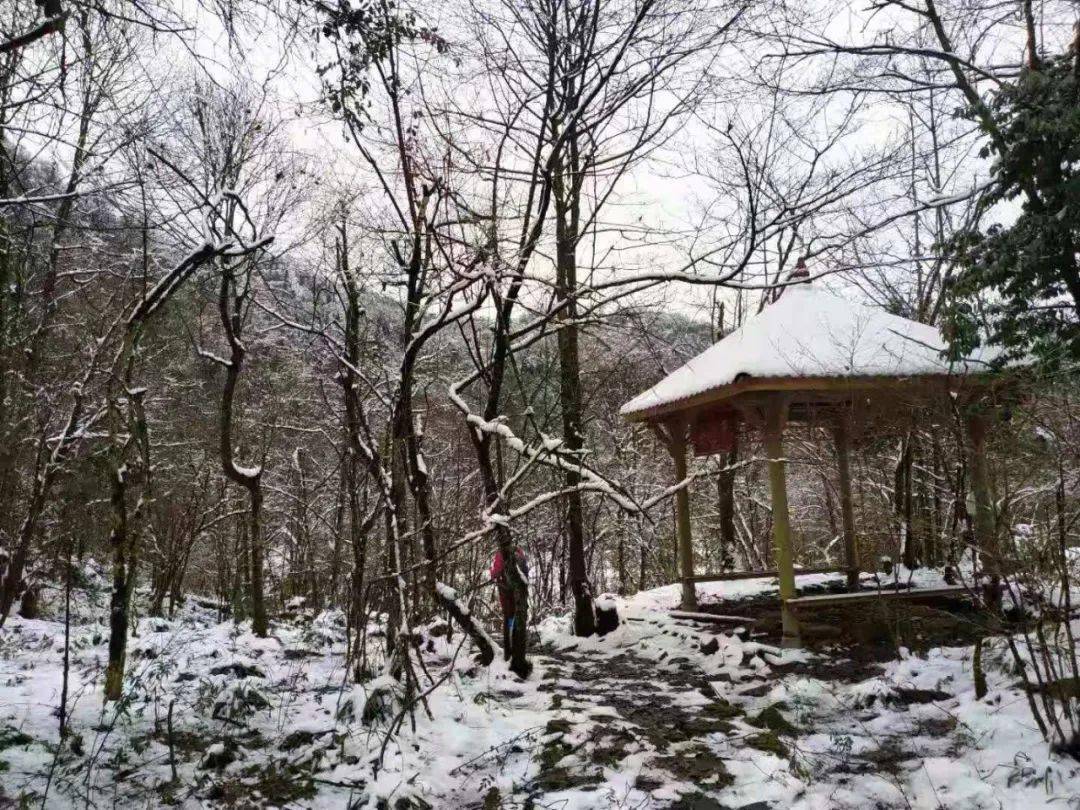 在什邡钟鼎寺,神瀑沟,石门洞,红枫岭一带的高山区,树木顶端铺上了