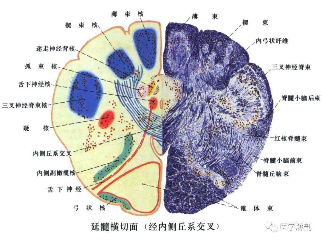 脑干内部超详细结构,不要错过!_解剖