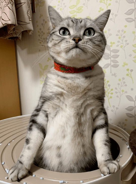 怎么自己在家给猫咪做厕所 486fba065afe42119e2d4391c2dc3330.png