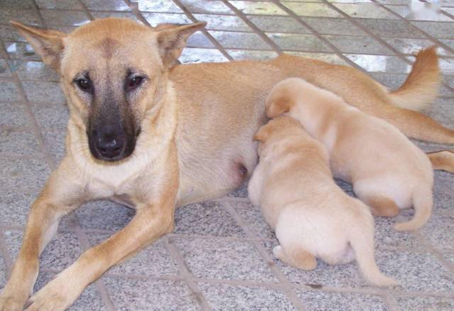 多优点的中华田园犬现在正面临着极大的生存威胁,首先是自身的繁殖,大