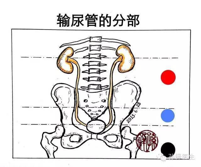 医学笔记输尿管局部解剖中的三个3原创图文