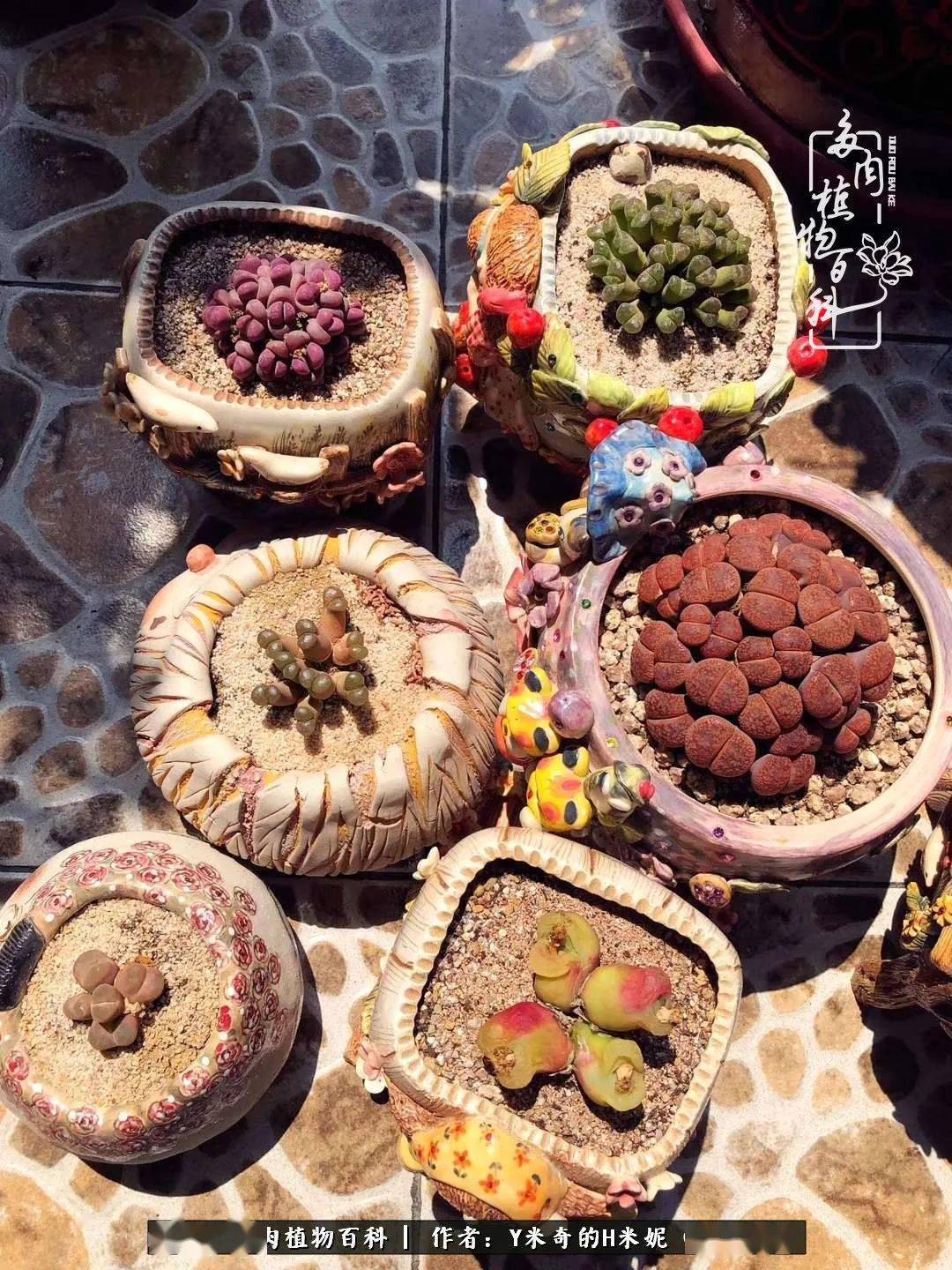 多肉小红嘴肉锥 ecdb3ff6b7c747e78df281807c6d7bd4.jpeg