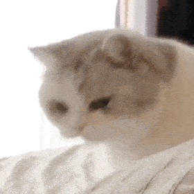 网红猫咪多宝猫咪表情包十四