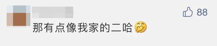 四子王旗|“嫦五”回家，没想到抢镜的是它