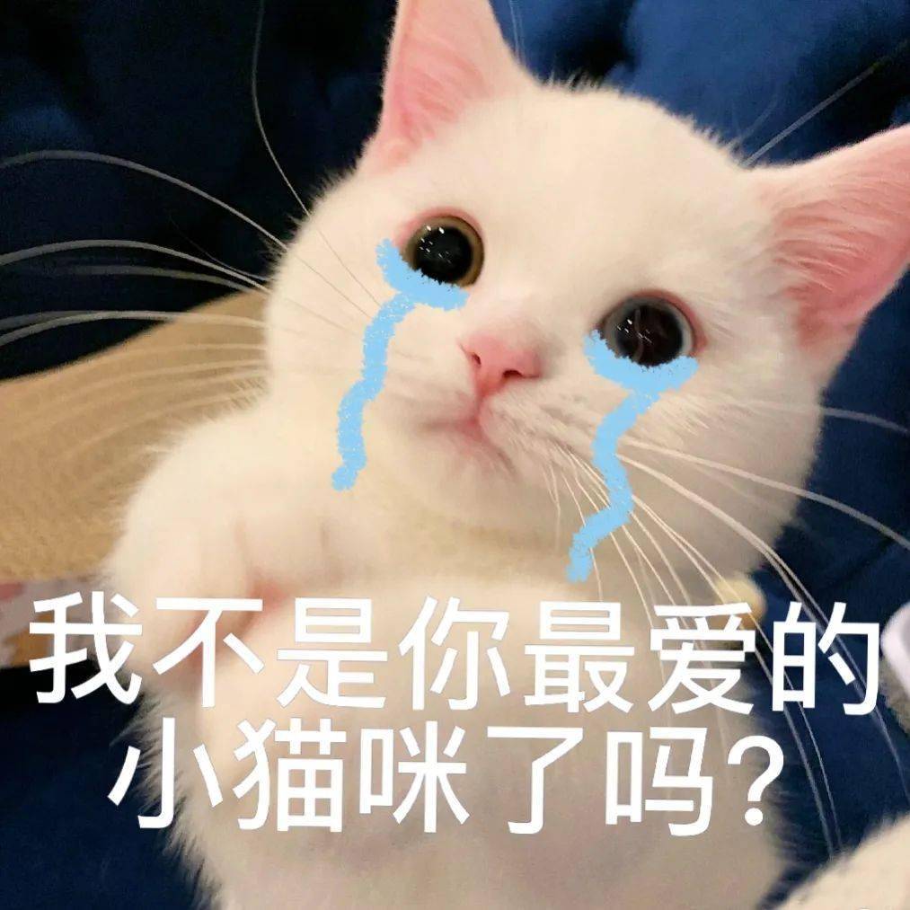 沙雕猫表情包猫咪蛋崽表情包