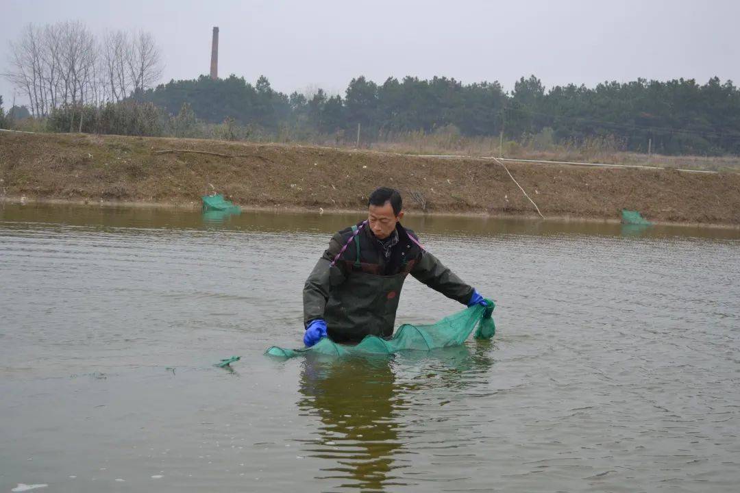 如何在家养虾 d43ccfa746ce4c359658513a8afd4631.jpeg