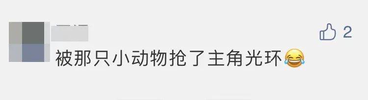 四子王旗|“嫦五”回家，没想到第一个找到的竟然是它？