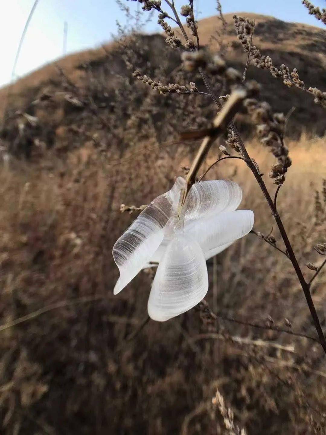 侯马"冰蝴蝶"又飞回来了