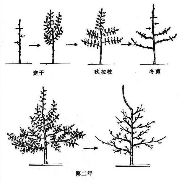 图解果树主要树形及培养方法
