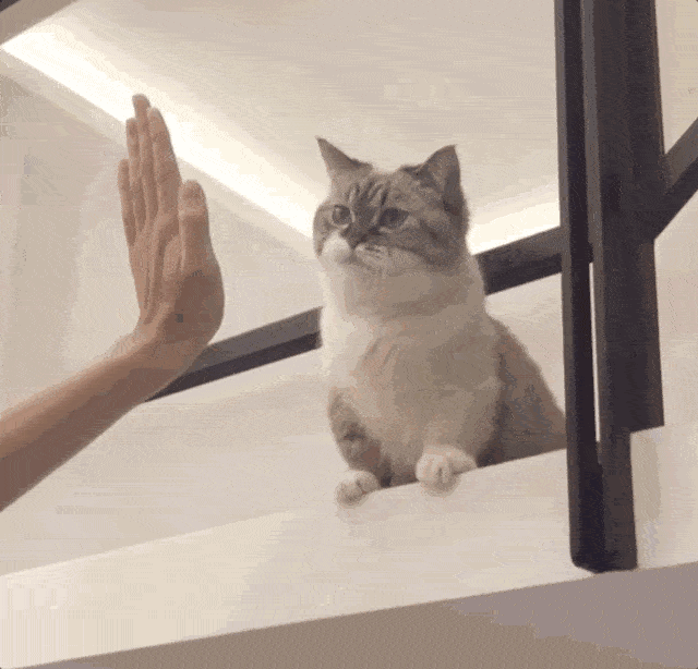 音乐现场猫咪 839721f6059f463d894bb234e7420d57.gif