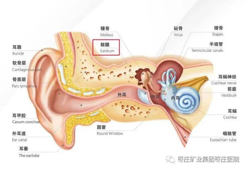 大疱性鼓膜炎的主要临床表现为患耳深部剧痛,可有同侧头痛,听力轻度