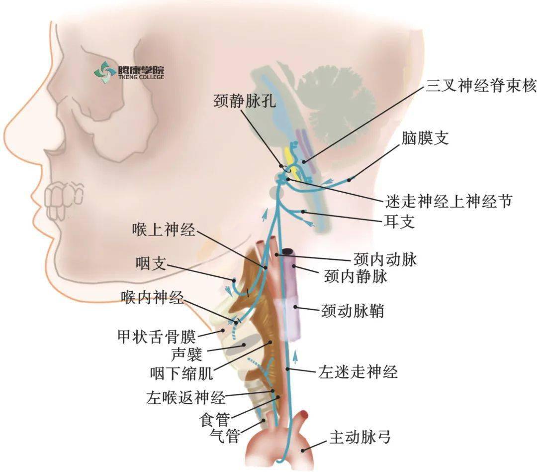 脑神经的纤维成分,核团及功能_面神经