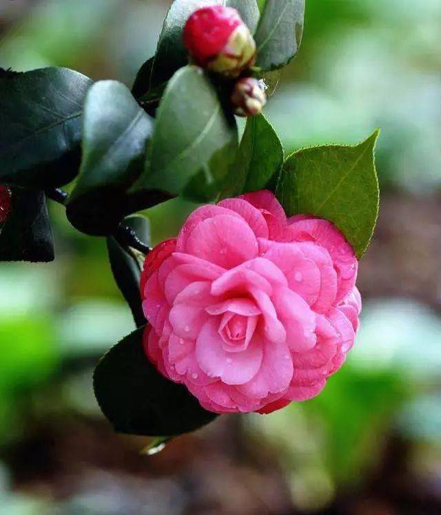 这10种花比较耐寒,在严寒天气也美得灿烂!