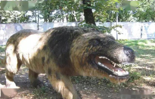 楚汉争霸时期的猛犬如今盘踞深山野性四溢属于原生猛犬