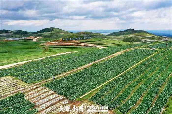 威宁自治县双龙镇高山易地产业扶贫蔬菜基地 何欢 摄