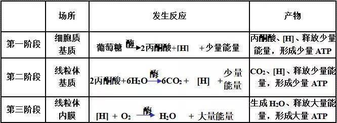 高中生物知识点之光合和呼吸