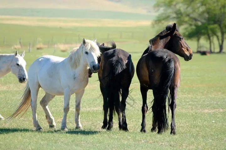 ，如果马肥，两股必然隆起，所以见到骏马，总喜欢拍着马屁股称赞一番。11.“八拜之交”是哪八拜？ 1、