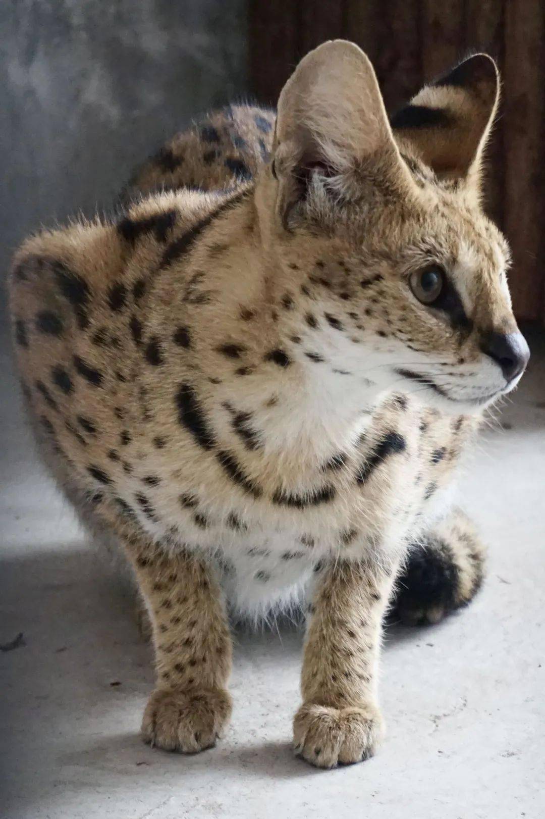 薮猫| 人称"小猎豹",却不干猛兽该干的事儿