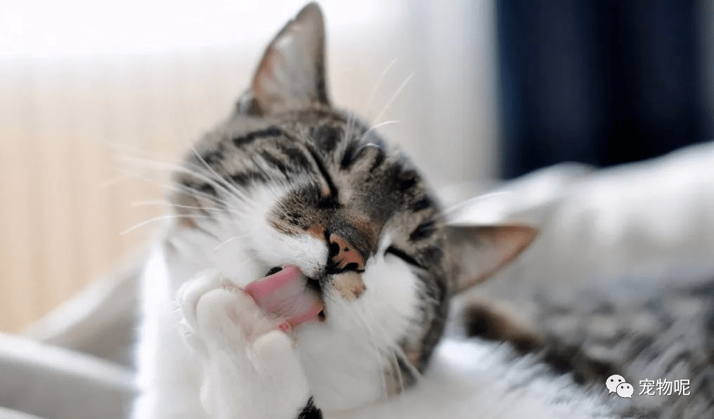 孕妇梦见猫而且还给它喂食物,寓意与解析 孕妇梦见猫而且还给它喂食物,寓意与解析