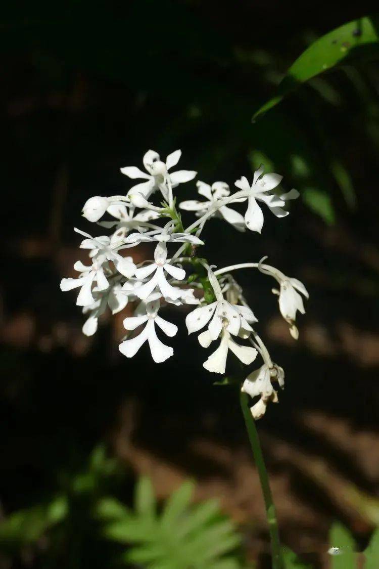 256 版纳玉凤花habenaria medioflexa  兰科 玉凤花属