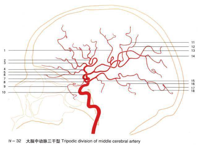 【推荐】大脑前,中,后动脉的分段图解