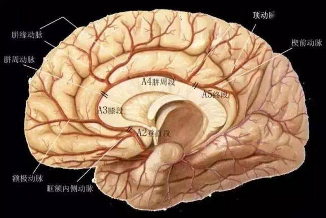 【推荐】大脑前,中,后动脉的分段图解