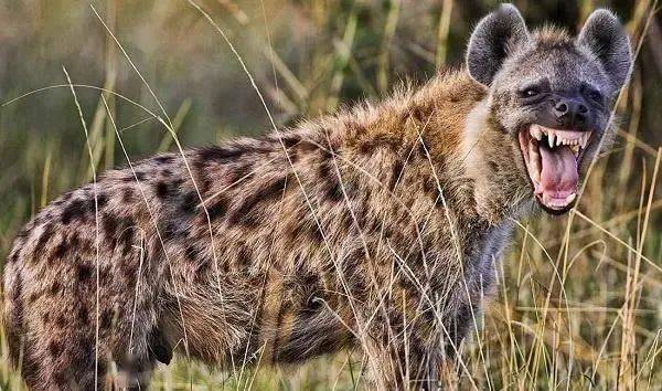 平头哥动物世界视频 2ac96adfe12841148dc8708da6c85861.jpeg