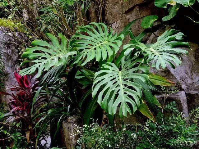 室内绿植大全冬季 963483c09e6d4118bf5d21e98369a17e.jpeg