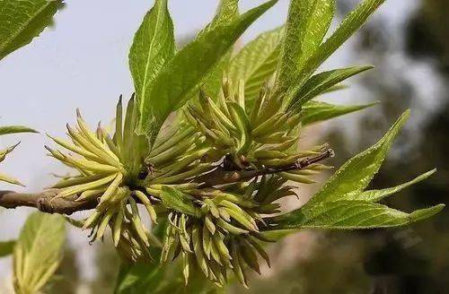 珍稀的新资源食品原料杜仲雄花丨天地源生物杜仲雄花提取物超微粉优质