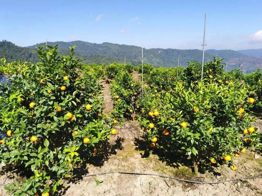 昔日茅草山成花果山万亩果园中香蕉砂糖橘沃柑卡拉一应俱全