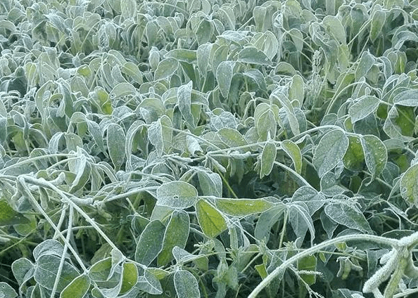 低温也在威胁着冬种作物的生长